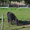 Bei uns gibt es auch Tiere